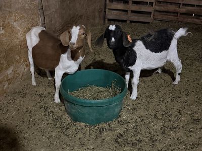 Young Boer Does