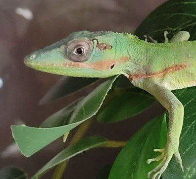Adorable 7" Baby Cuban Knight Anole