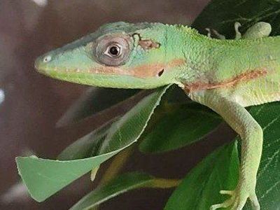 Adorable 7" Baby Cuban Knight Anole