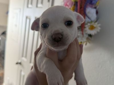 Chihuahuas for sale