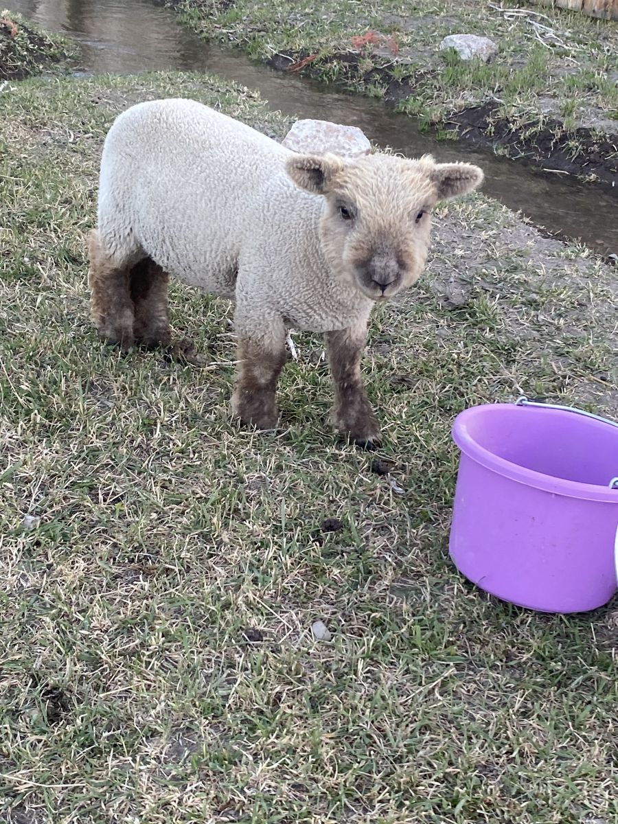 Old English Babydoll Registered Wether Lamb!  Adorable, Cute and Friendly.