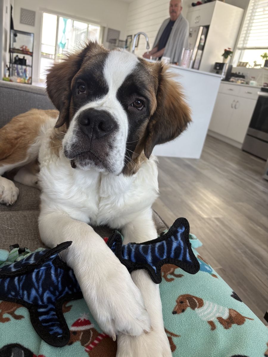 St Bernard female