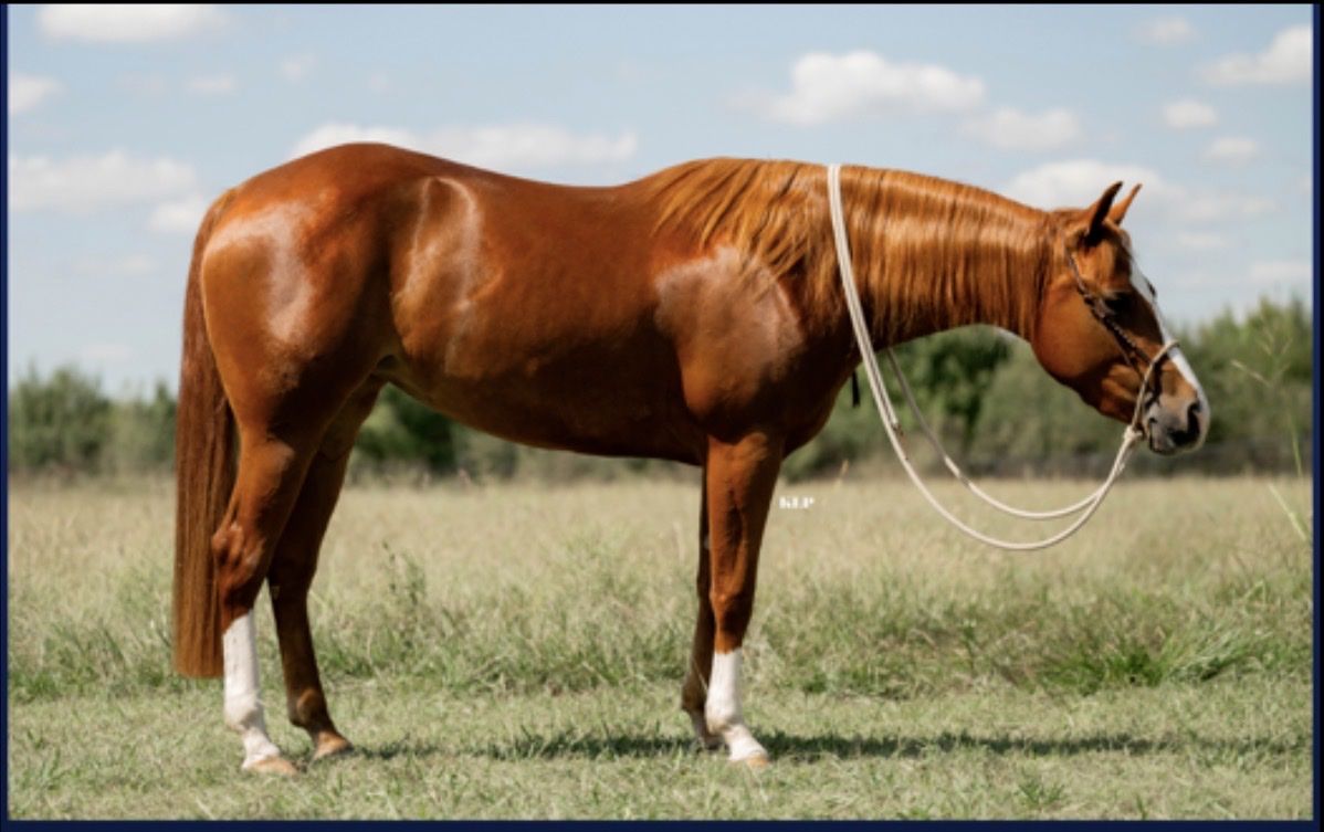 5 year old prospect. Breakaway/heeling/poles/sort