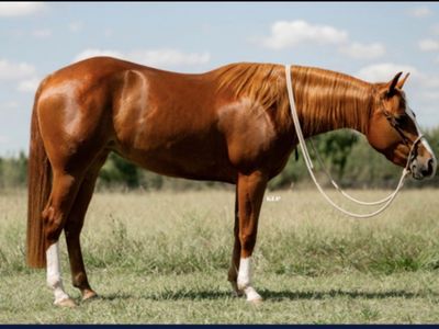 5 year old prospect. Breakaway/heeling/poles/sort