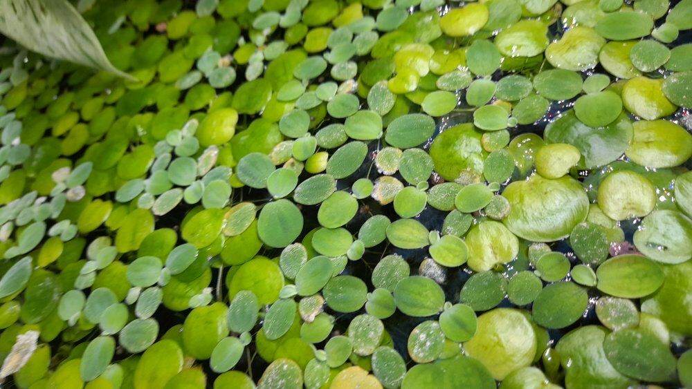 Dwarf Water Lettuce and Amazon Frogbit aquarium pl