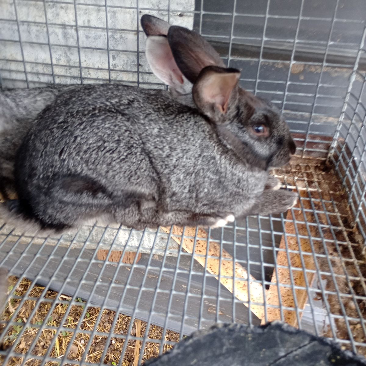 Young mixed breed rabbits