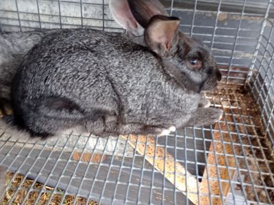 Young mixed breed rabbits