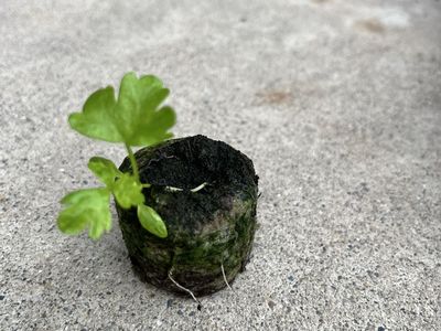 Celery Seedling