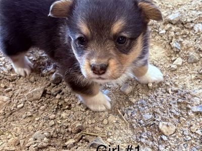 Corgi puppies