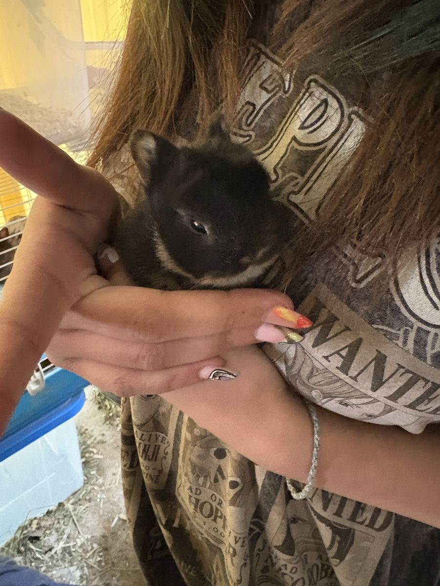Netherland Dwarf babies