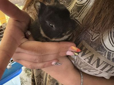 Netherland Dwarf babies
