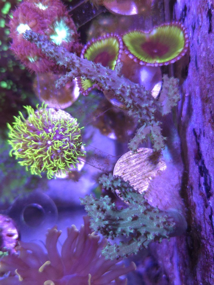 5 pack of beginner corals WYSIWYG