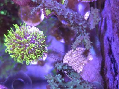 5 pack of beginner corals WYSIWYG