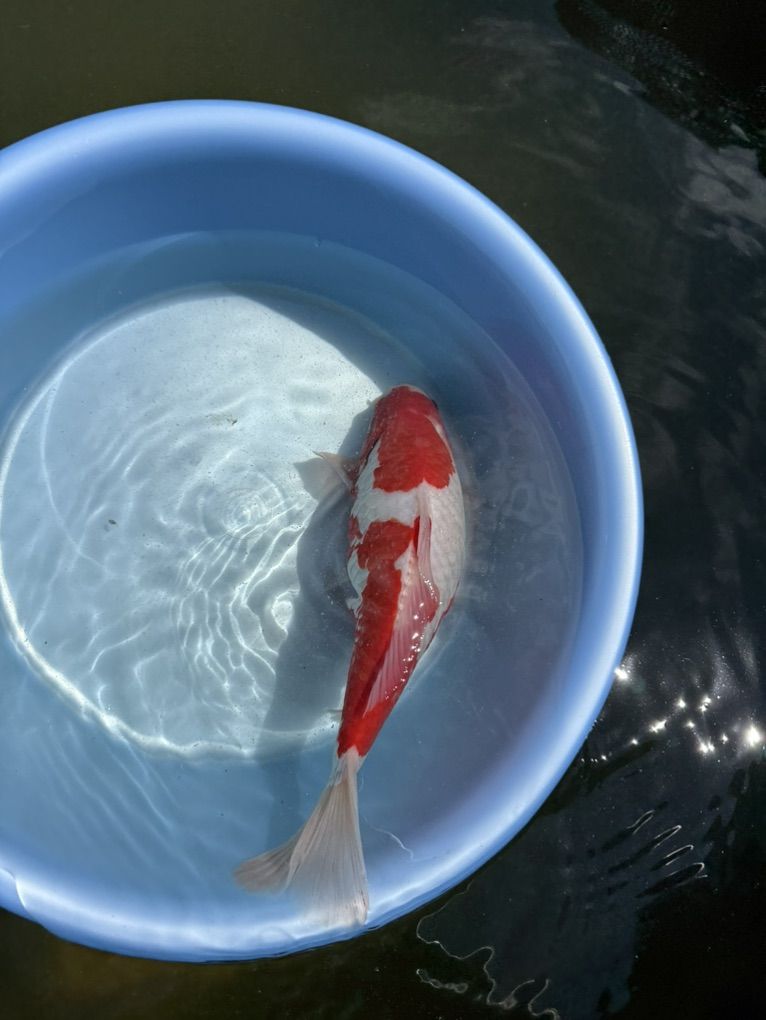 long Fin And Standard Fin Kohaku Koi / Goldfish