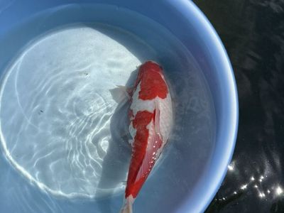 long Fin And Standard Fin Kohaku Koi / Goldfish