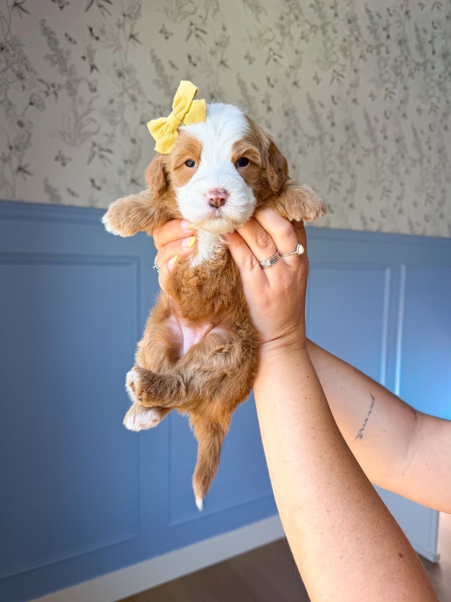 Mini Bernedoodle Hypoallergenic straight coat!