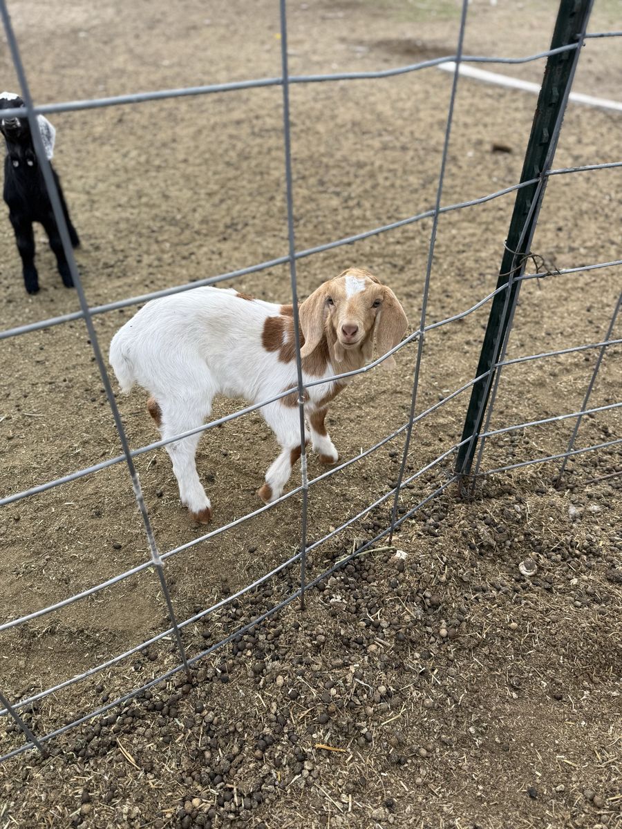Goats for sale