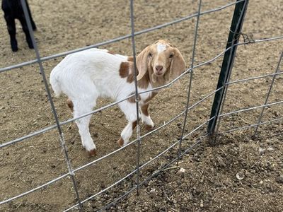 Goats for sale
