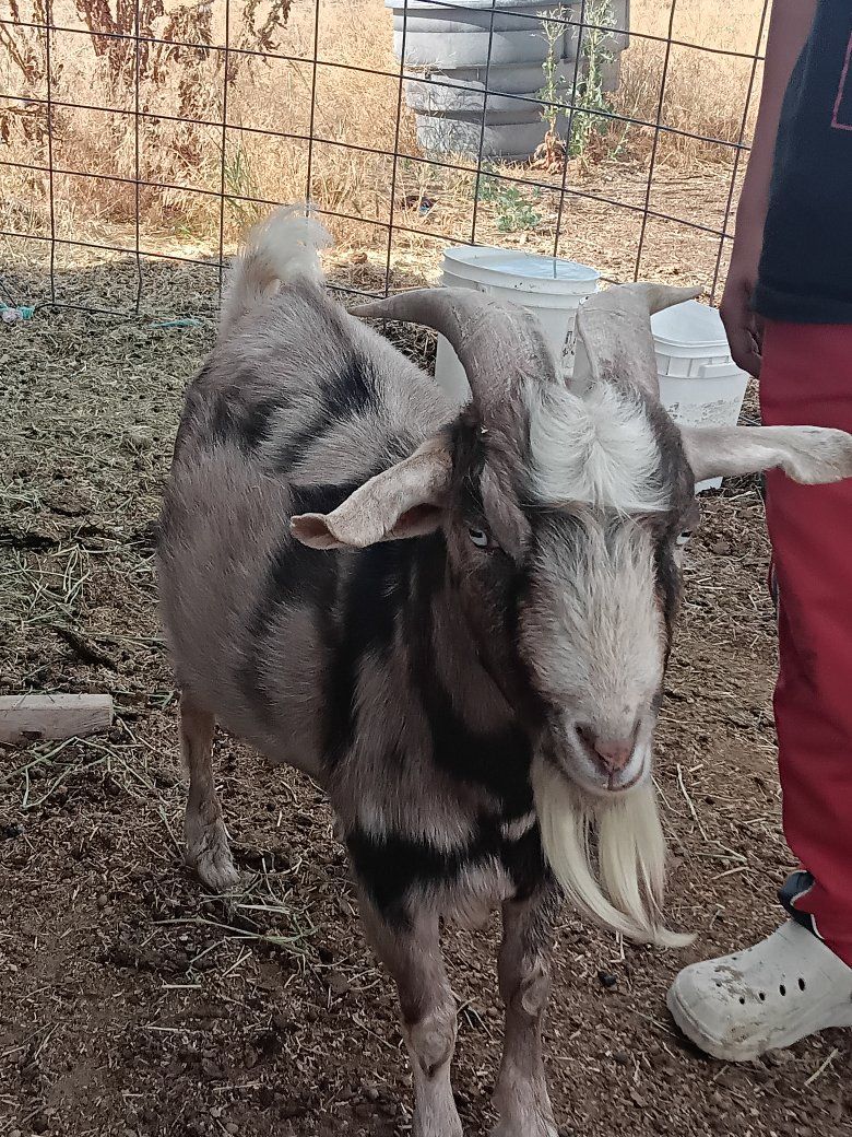 Sale/trade Nigerian Buck