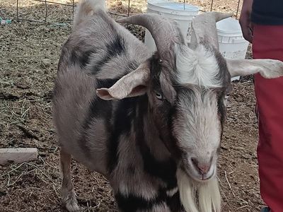 Sale/trade Nigerian Buck