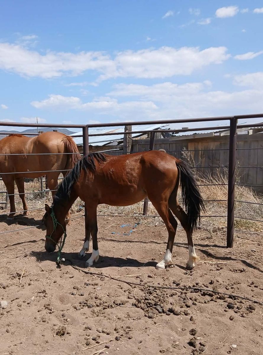 Hackney pony mare