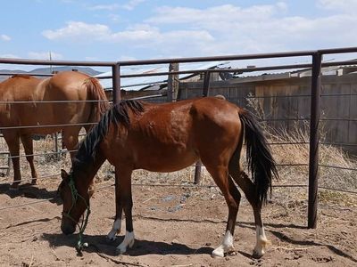Hackney pony mare