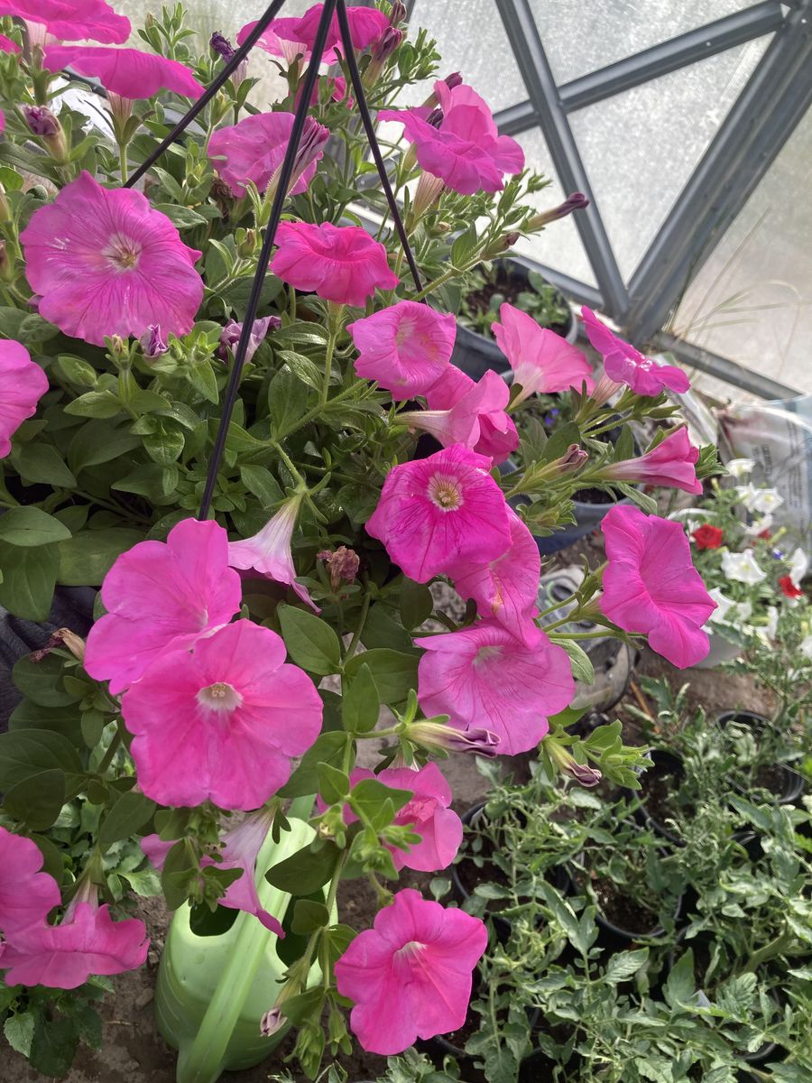 Petunia Hanging baskets