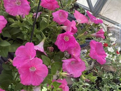 Petunia Hanging baskets