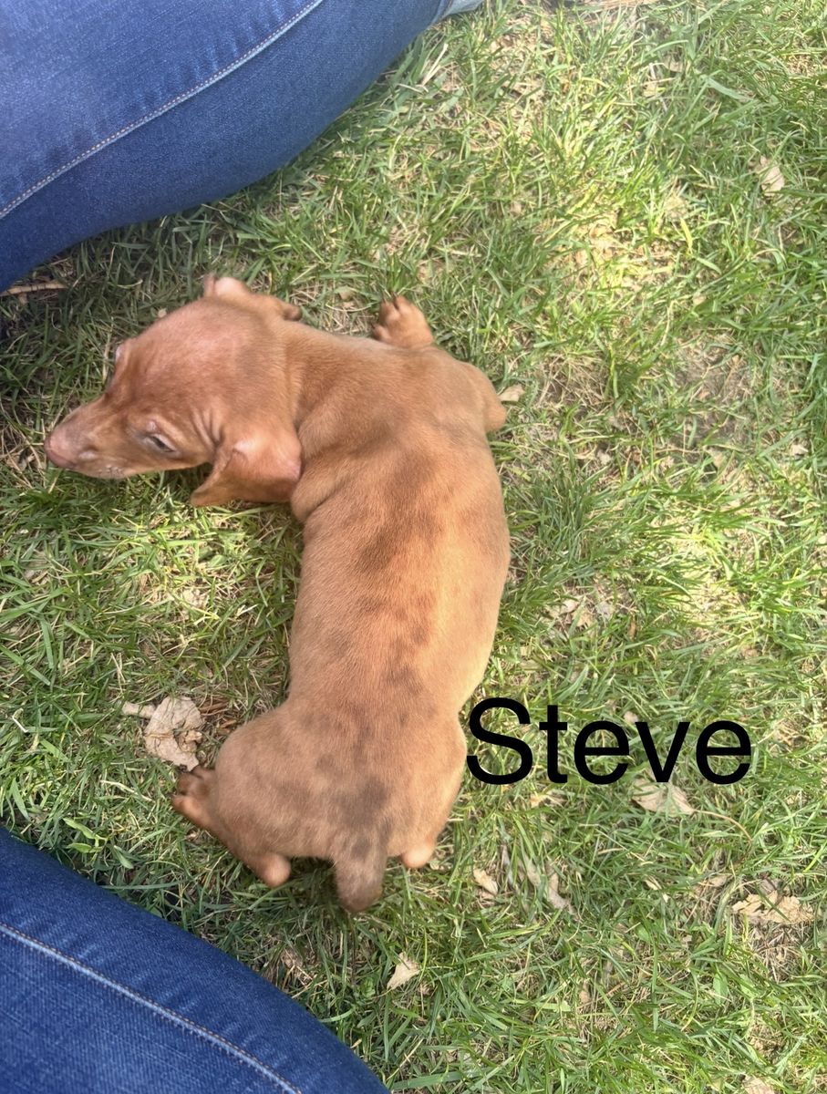 Dachshund Puppies for sale