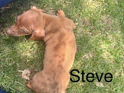 Dachshund Puppies for sale