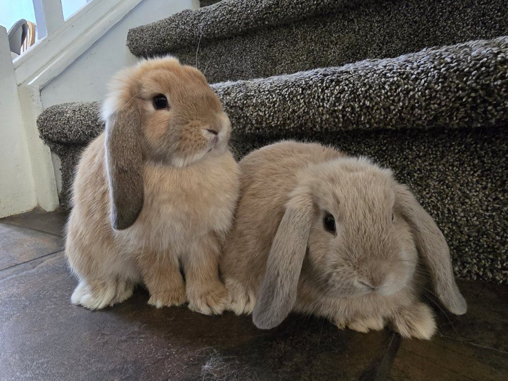 Holland Lop Does