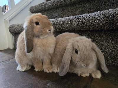 Holland Lop Does