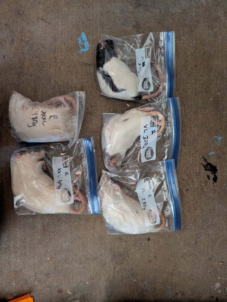 Frozen Feeder Rodents (Rats)
