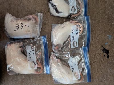 Frozen Feeder Rodents (Rats)