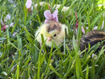Baby Button Quail