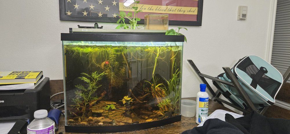 Used 10-Gallon Live Planted Aquarium with Filtration, Heater & Plants - Complete Setup