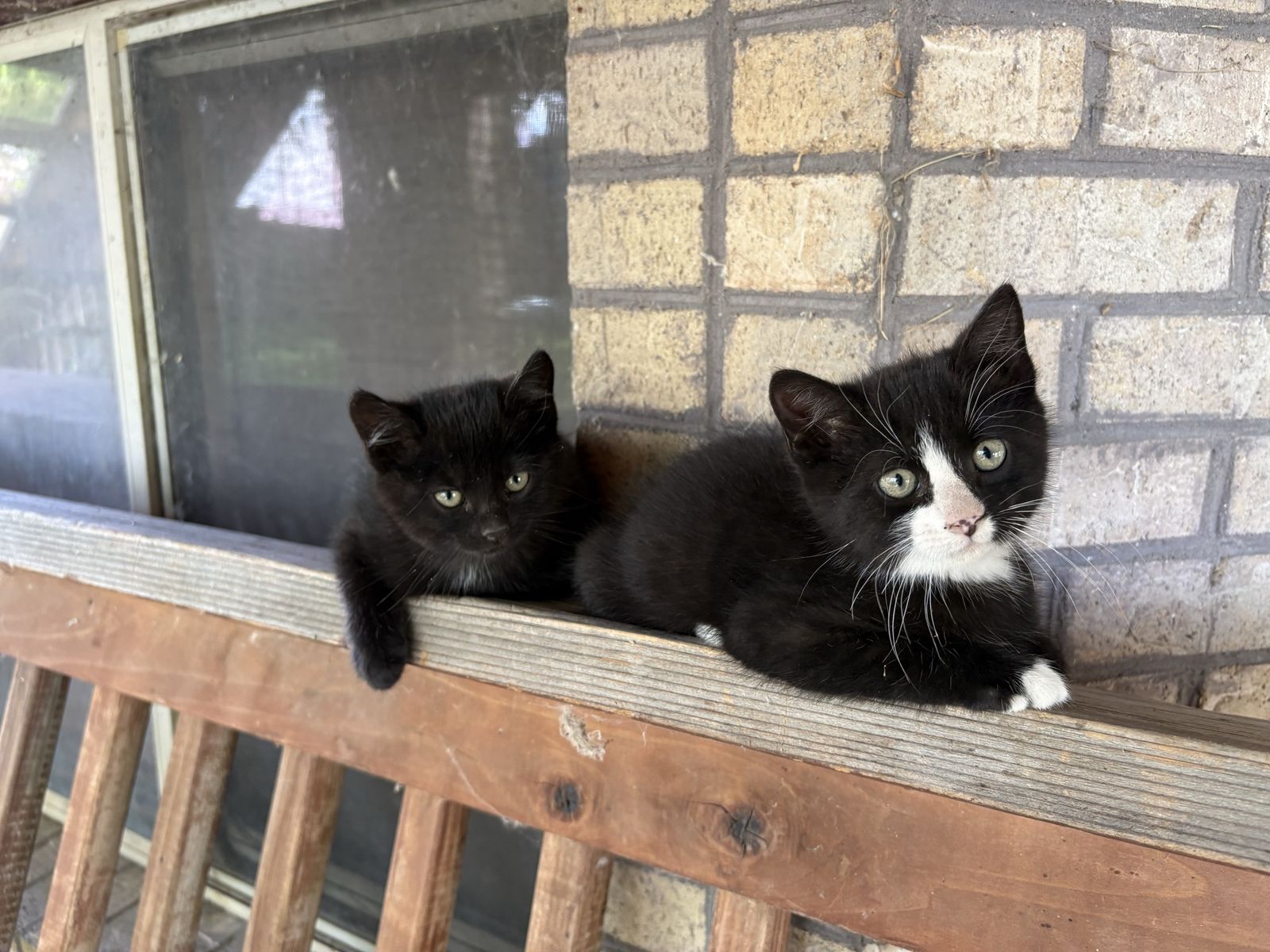 Kittens