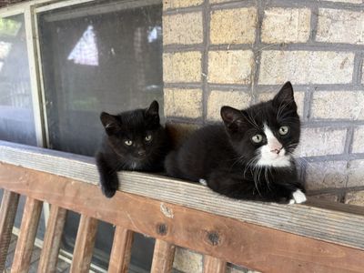 Kittens