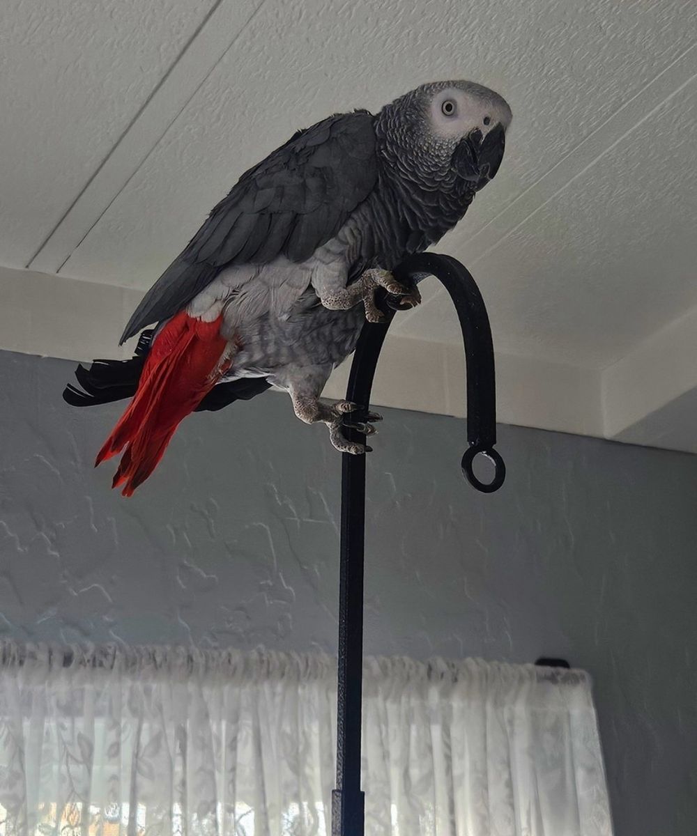 4 year old Male African Grey Parrot with Large Cage and Natural Wood Stand