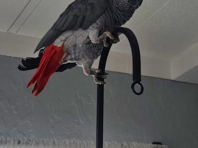 4 year old Male African Grey Parrot with Large Cage and Natural Wood Stand