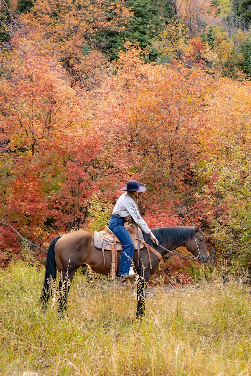 6 year old bay gelding
