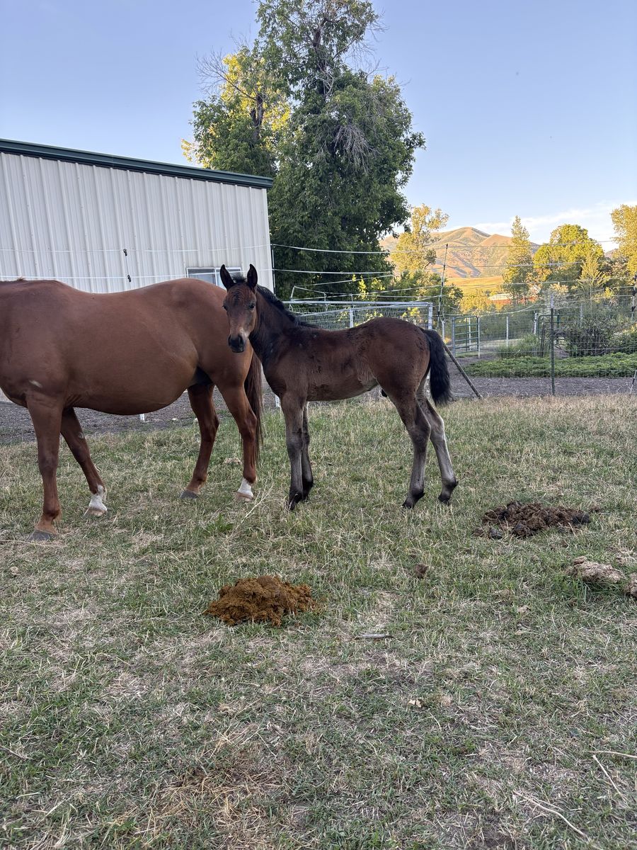 2026 bay 1/2 draft stud colt