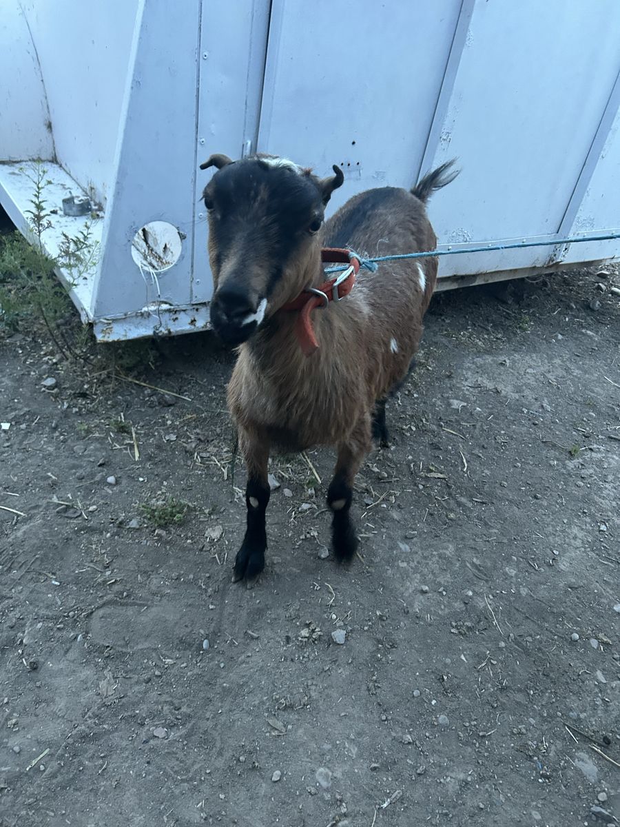 Milking Goat