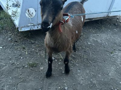 Milking Goat