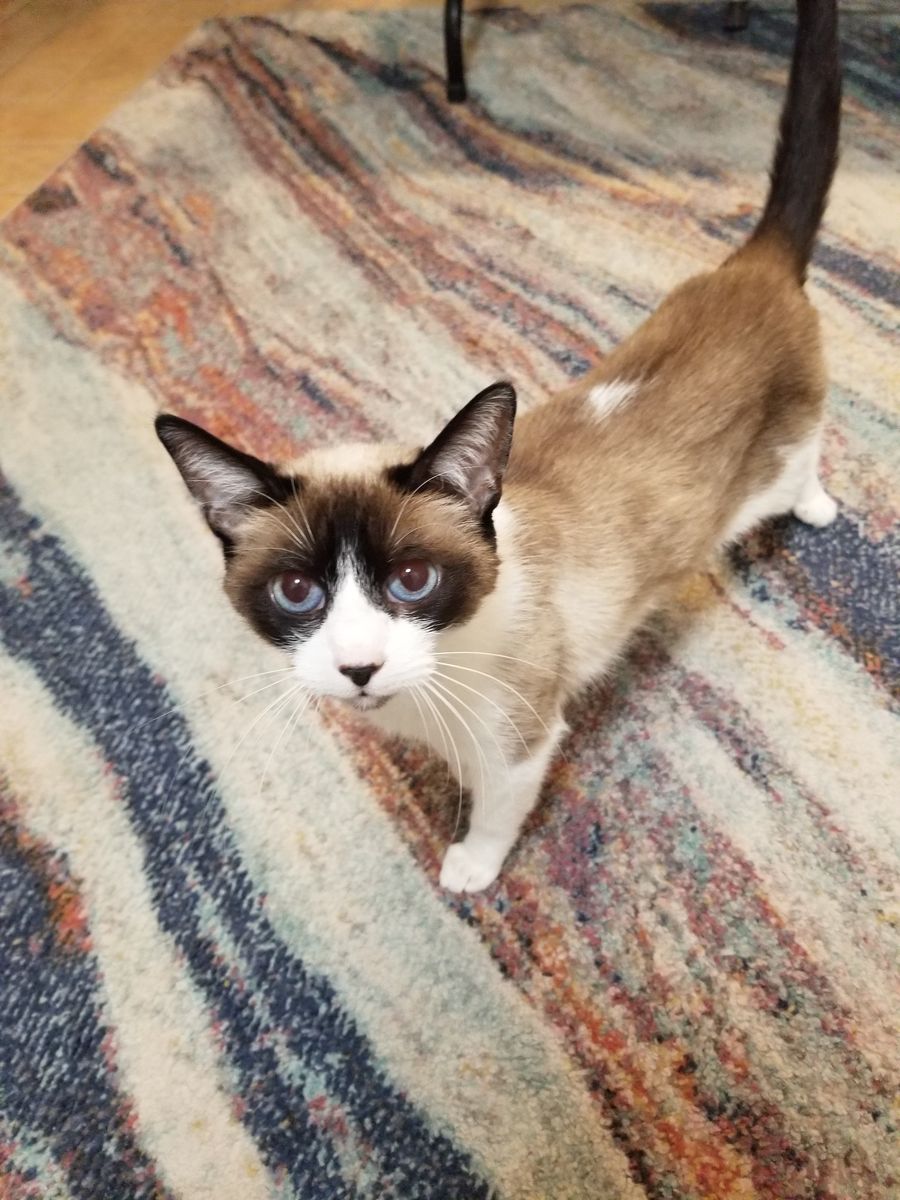 Female Siamese Blue Point, FREE