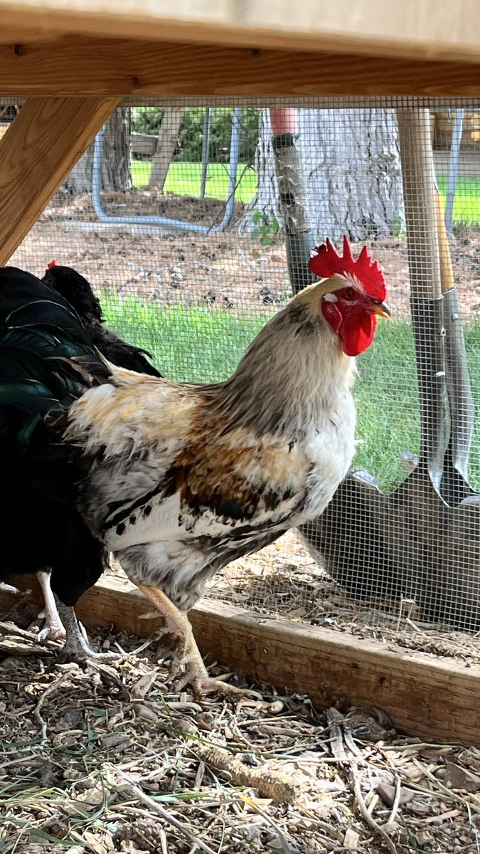 One year old americana rooster