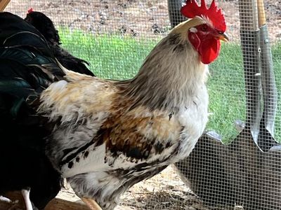One year old americana rooster