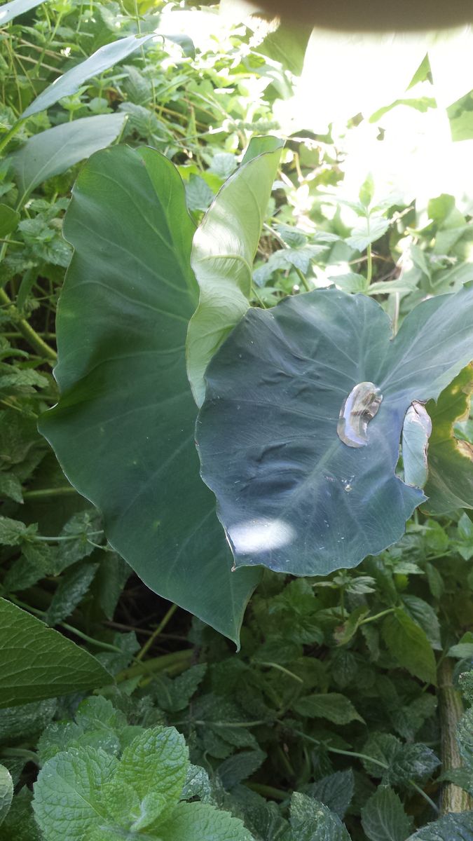 Water Conservation Planting in Greenhouse Winter  in Garden workshop Today 11 to 5pm