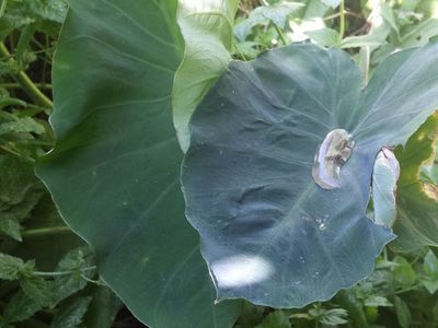 Water Conservation Planting in Greenhouse Winter in Garden workshop Today 11 to 5pm