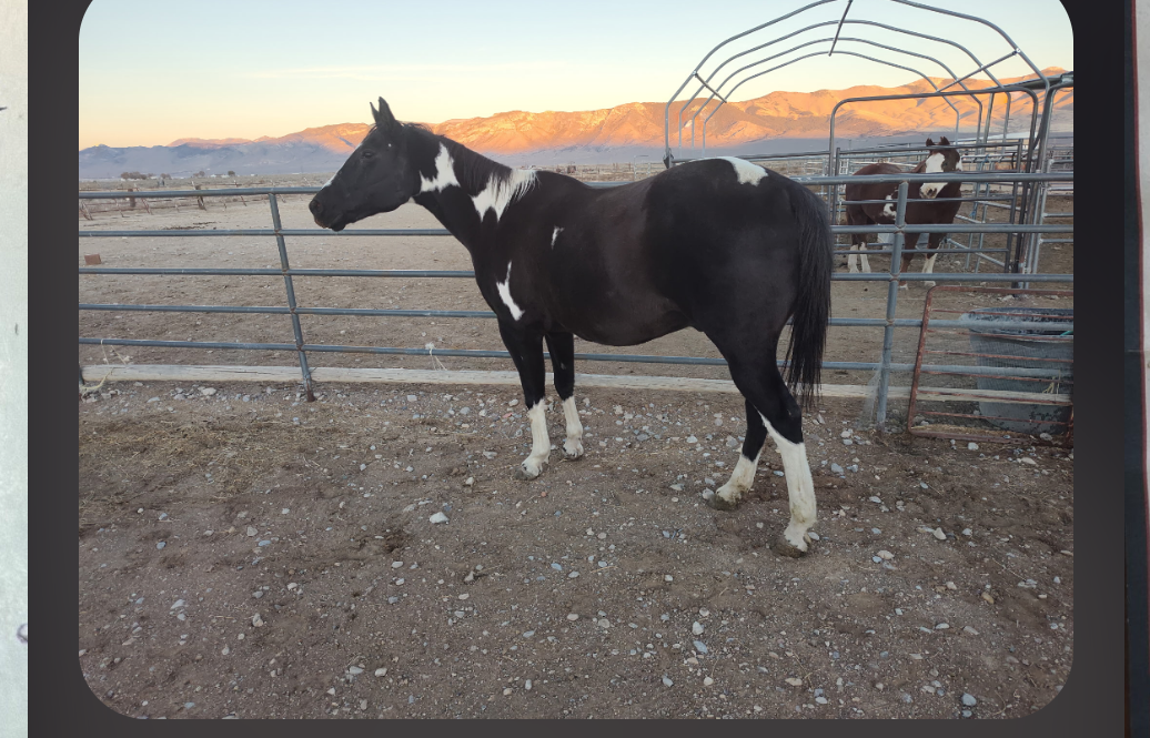 17 Yr Old Black Tobiano APHA Gelding – BW Snapshot Bloodlines